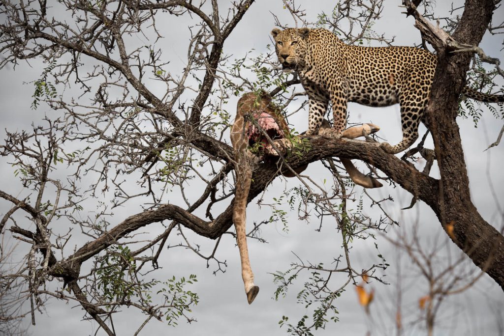 Leopard in a tree with an antelope carcass hanging from a branch