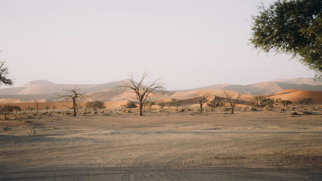 Sand dunes and dead camel thorn trees in the Namibian desert