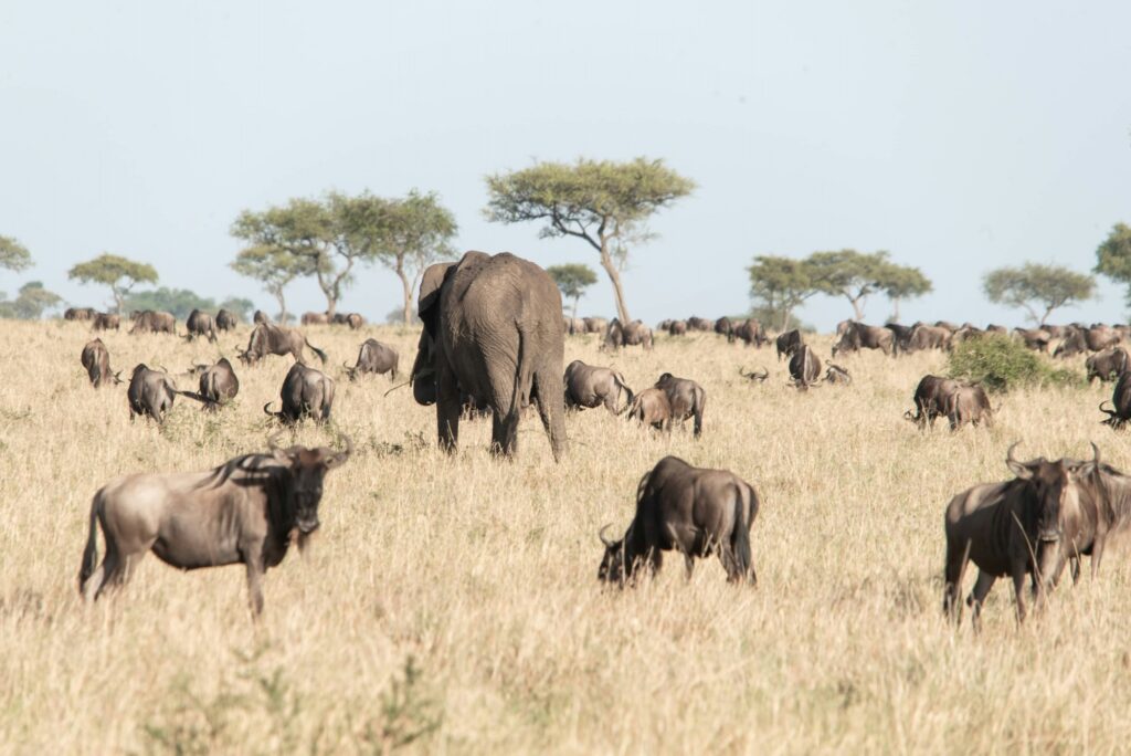 Elephant among a herd of wildebeest on the open grasslands of Tanzania