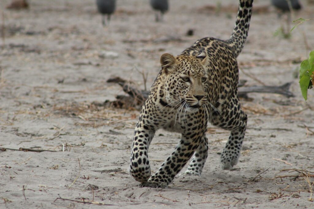 Leopard walking across sandy ground in Zambia